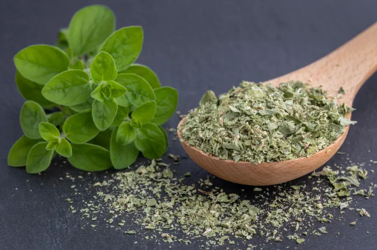 What's The Difference Between Oregano And Marjoram?